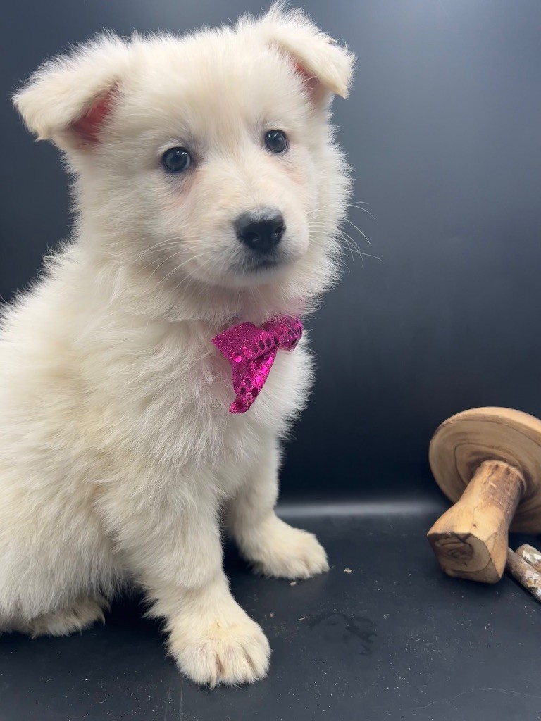 des Joyaux Des Ki Millacs - Chiot disponible  - Berger Blanc Suisse