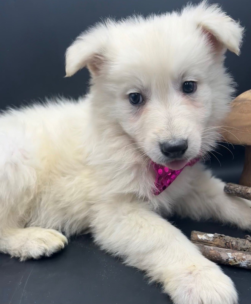 des Joyaux Des Ki Millacs - Chiot disponible  - Berger Blanc Suisse