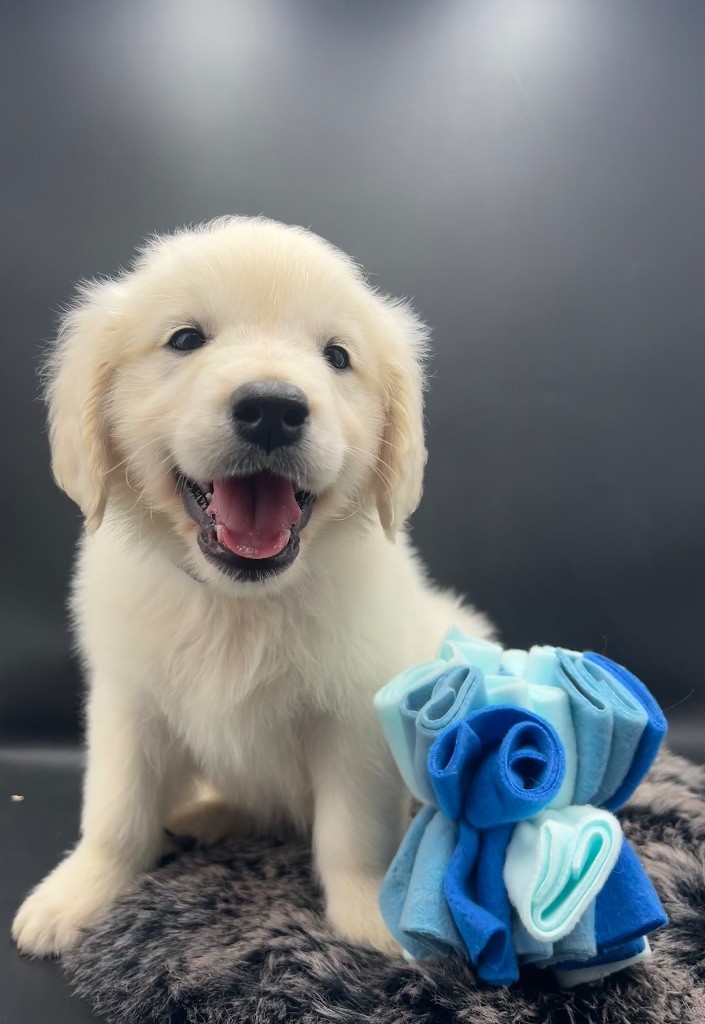 chiot Golden Retriever des Joyaux Des Ki Millacs