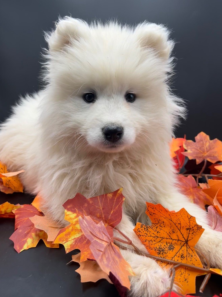 des Joyaux Des Ki Millacs - Chiot disponible  - Samoyède