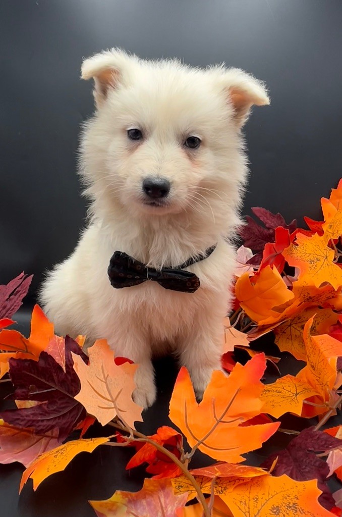 des Joyaux Des Ki Millacs - Chiot disponible  - Berger Blanc Suisse