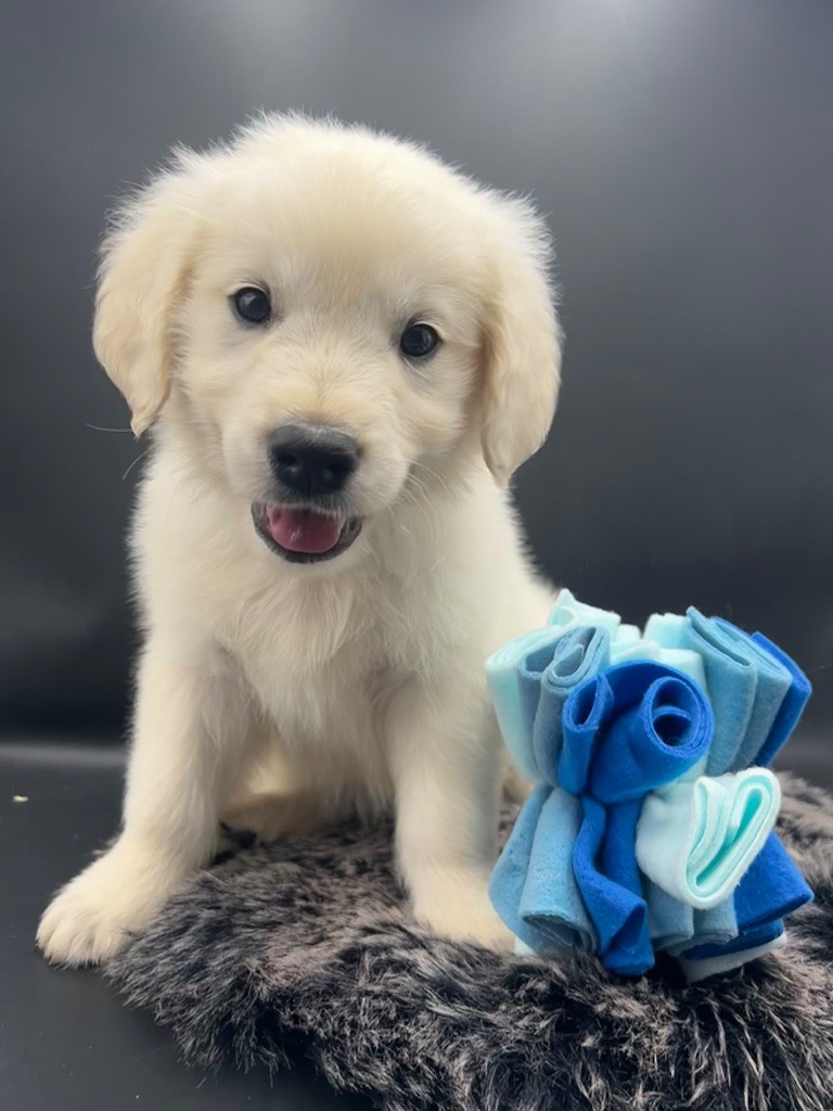 des Joyaux Des Ki Millacs - Chiot disponible  - Golden Retriever