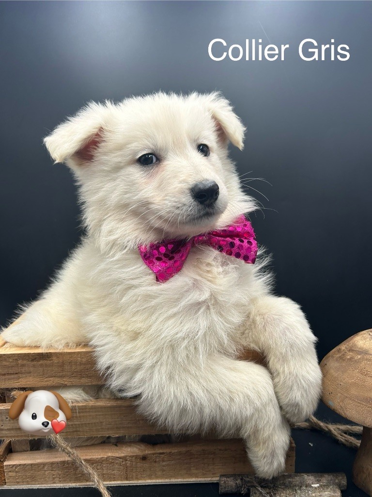 des Joyaux Des Ki Millacs - Chiot disponible  - Berger Blanc Suisse