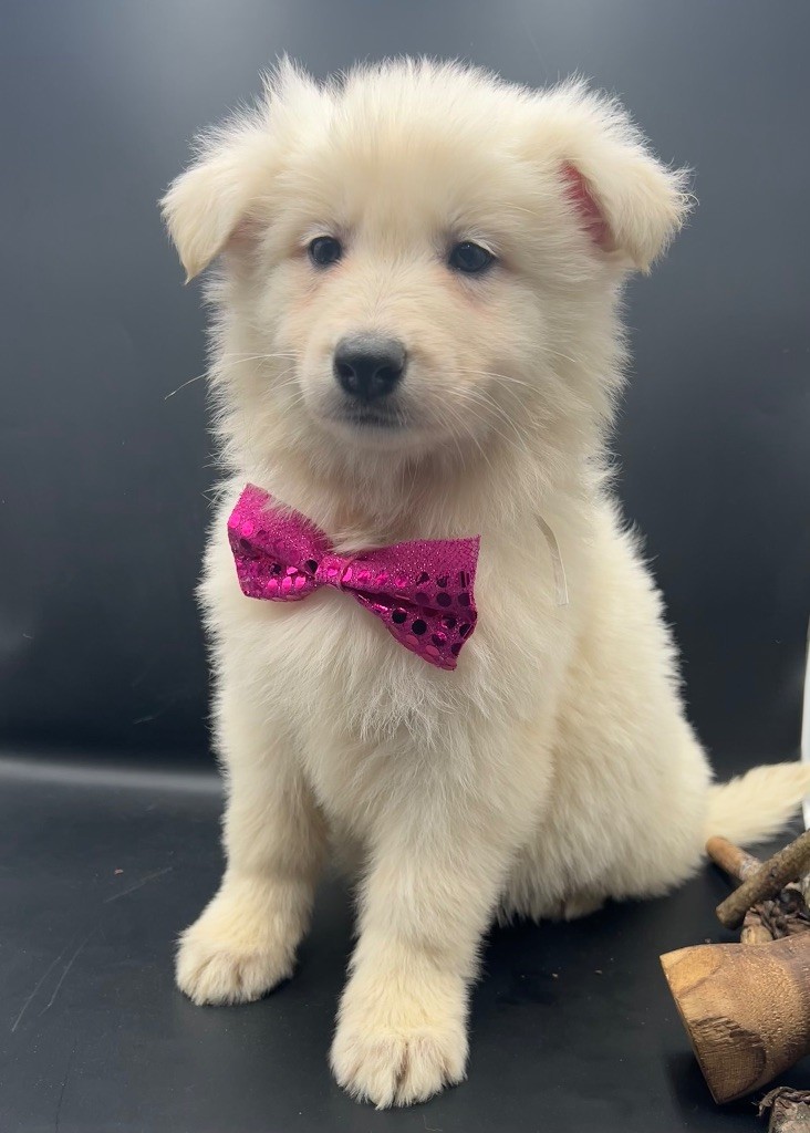 des Joyaux Des Ki Millacs - Chiot disponible  - Berger Blanc Suisse