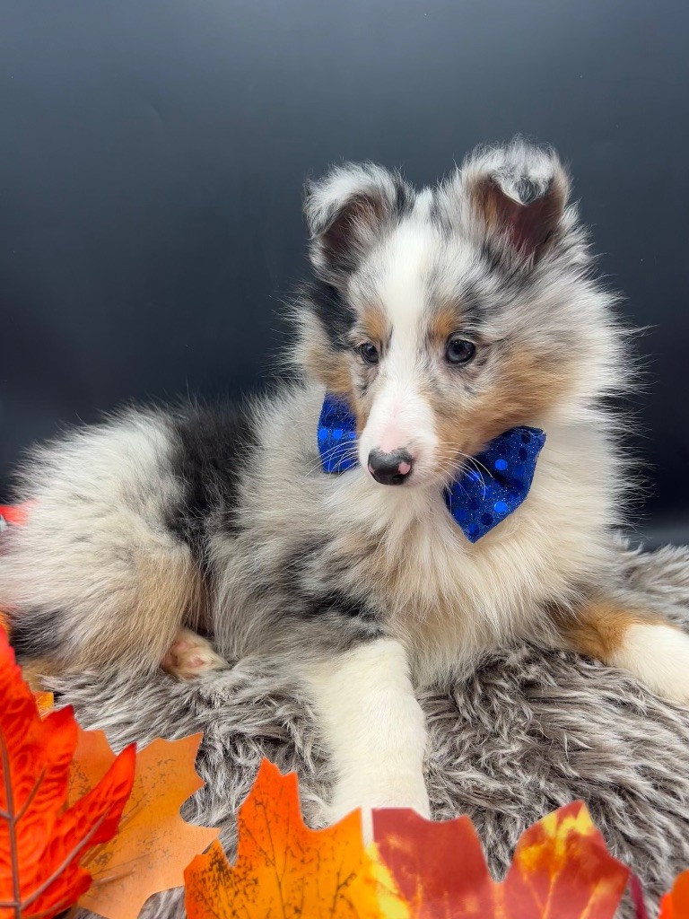 des Joyaux Des Ki Millacs - Chiot disponible  - Shetland Sheepdog