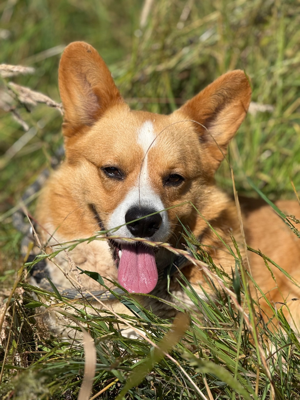  Tinatel Exellent Red Present