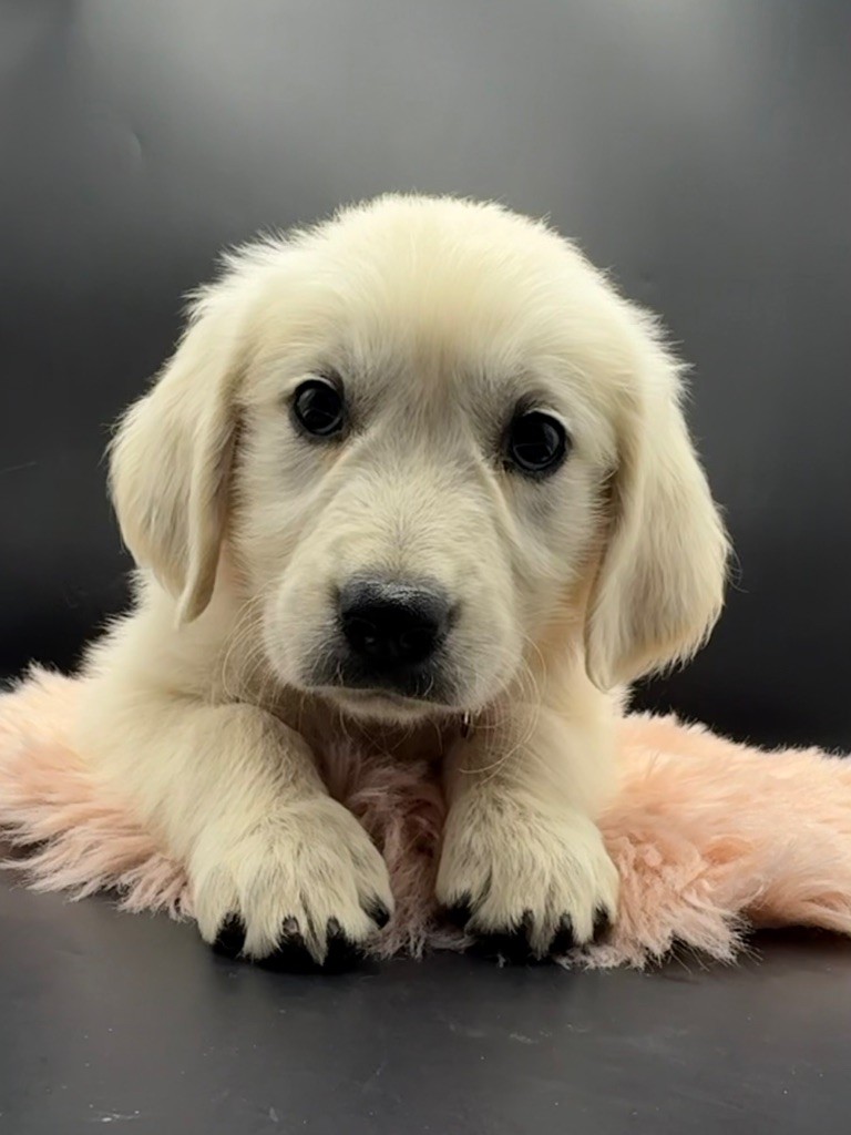 des Joyaux Des Ki Millacs - Chiots disponibles - Golden Retriever
