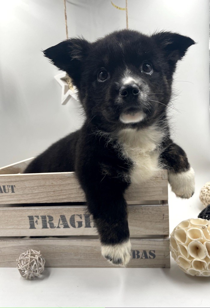 des Joyaux Des Ki Millacs - Chiots disponibles - Welsh Corgi Cardigan