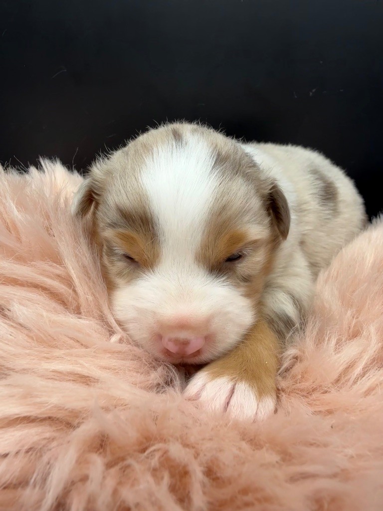 des Joyaux Des Ki Millacs - Chiots disponibles - Berger Américain Miniature 