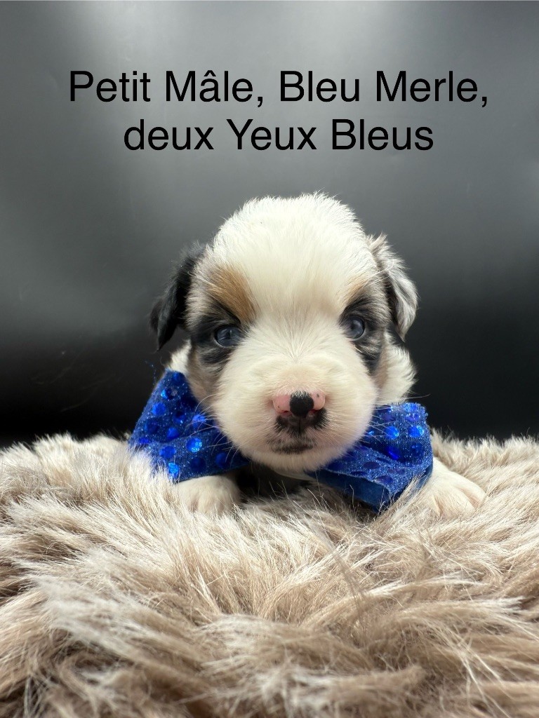 des Joyaux Des Ki Millacs - Chiots disponibles - Berger Américain Miniature 