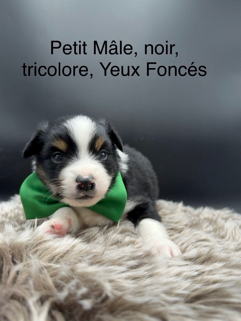 des Joyaux Des Ki Millacs - Chiots disponibles - Berger Américain Miniature 