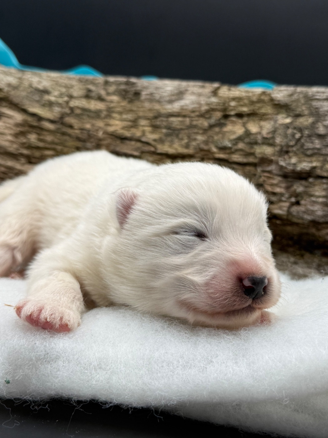 des Joyaux Des Ki Millacs - Chiots disponibles - Samoyède