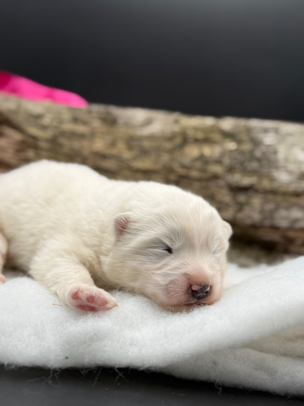 des Joyaux Des Ki Millacs - Chiots disponibles - Samoyède