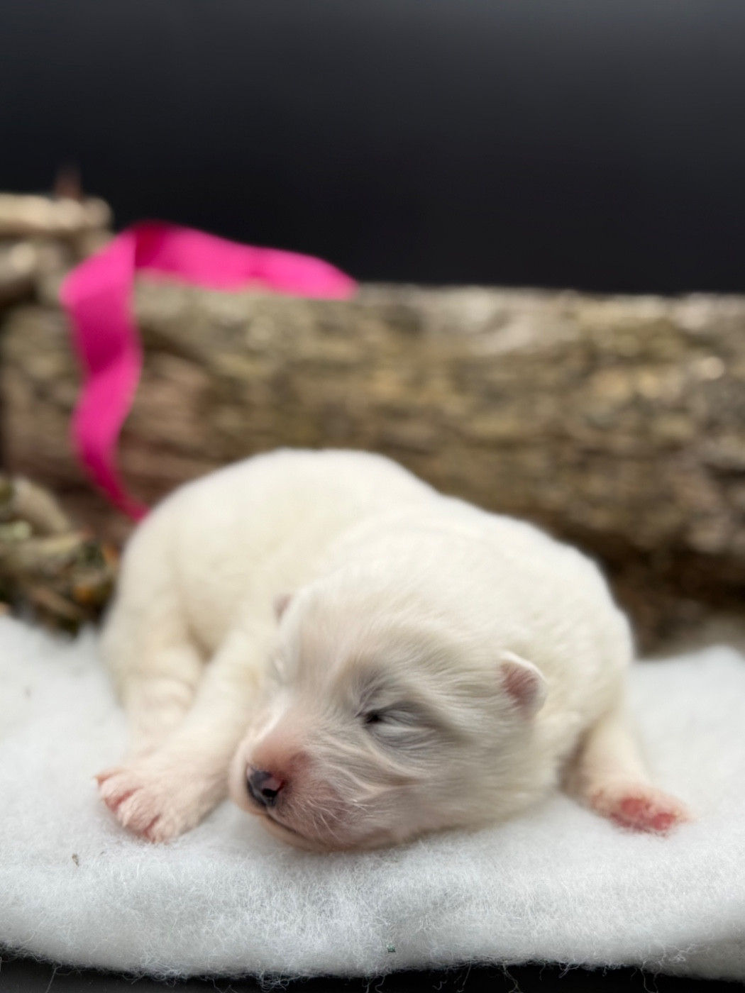 des Joyaux Des Ki Millacs - Chiots disponibles - Samoyède