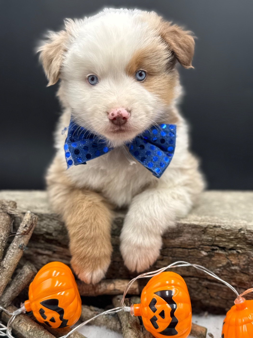 des Joyaux Des Ki Millacs - Chiots disponibles - Berger Américain Miniature 