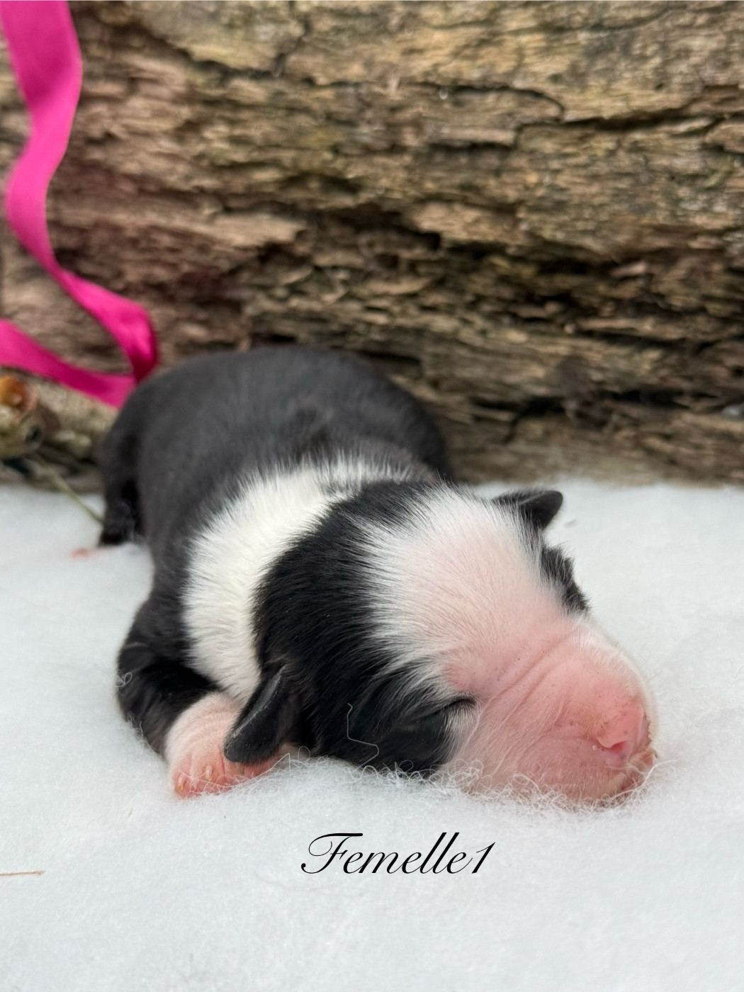 des Joyaux Des Ki Millacs - Chiots disponibles - Berger Américain Miniature 