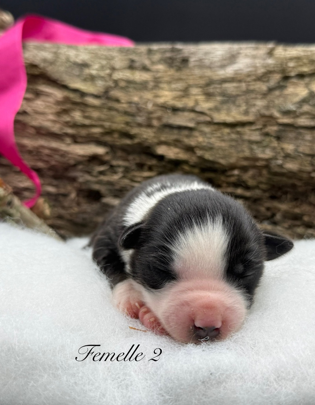 des Joyaux Des Ki Millacs - Chiots disponibles - Berger Américain Miniature 