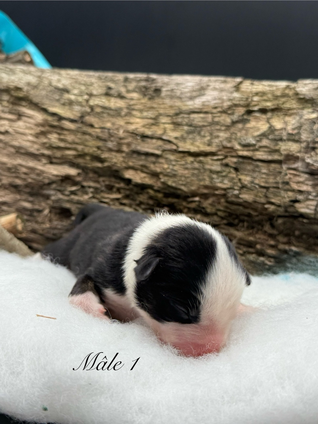 des Joyaux Des Ki Millacs - Chiots disponibles - Berger Américain Miniature 