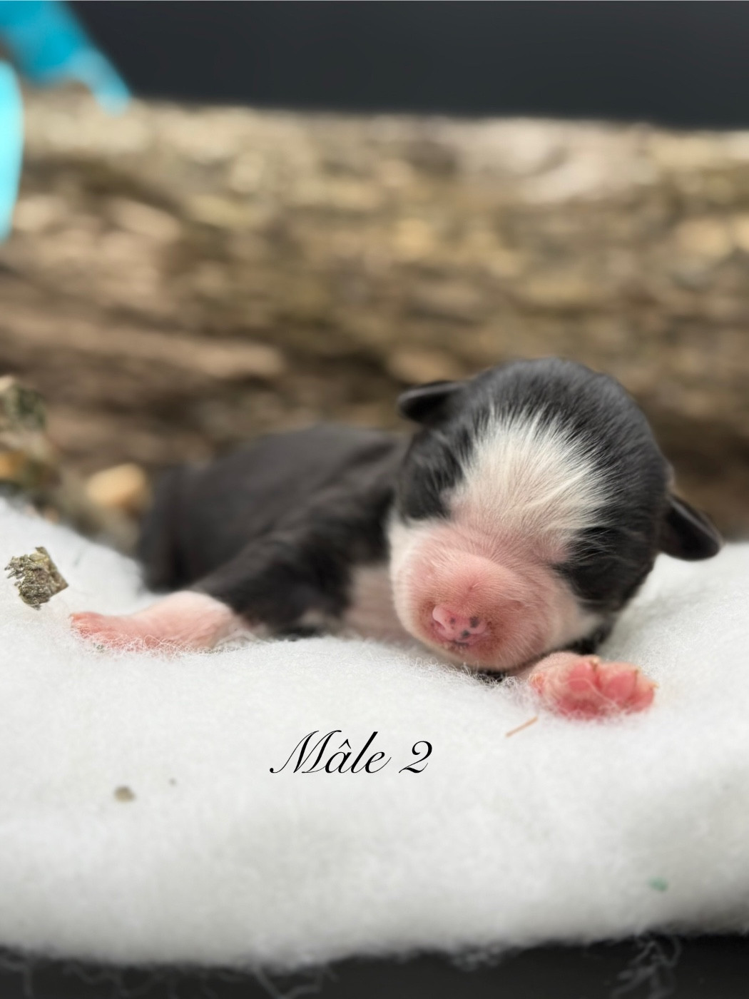 des Joyaux Des Ki Millacs - Chiots disponibles - Berger Américain Miniature 