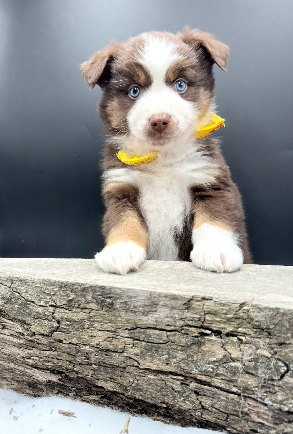 des Joyaux Des Ki Millacs - Chiots disponibles - Berger Américain Miniature 