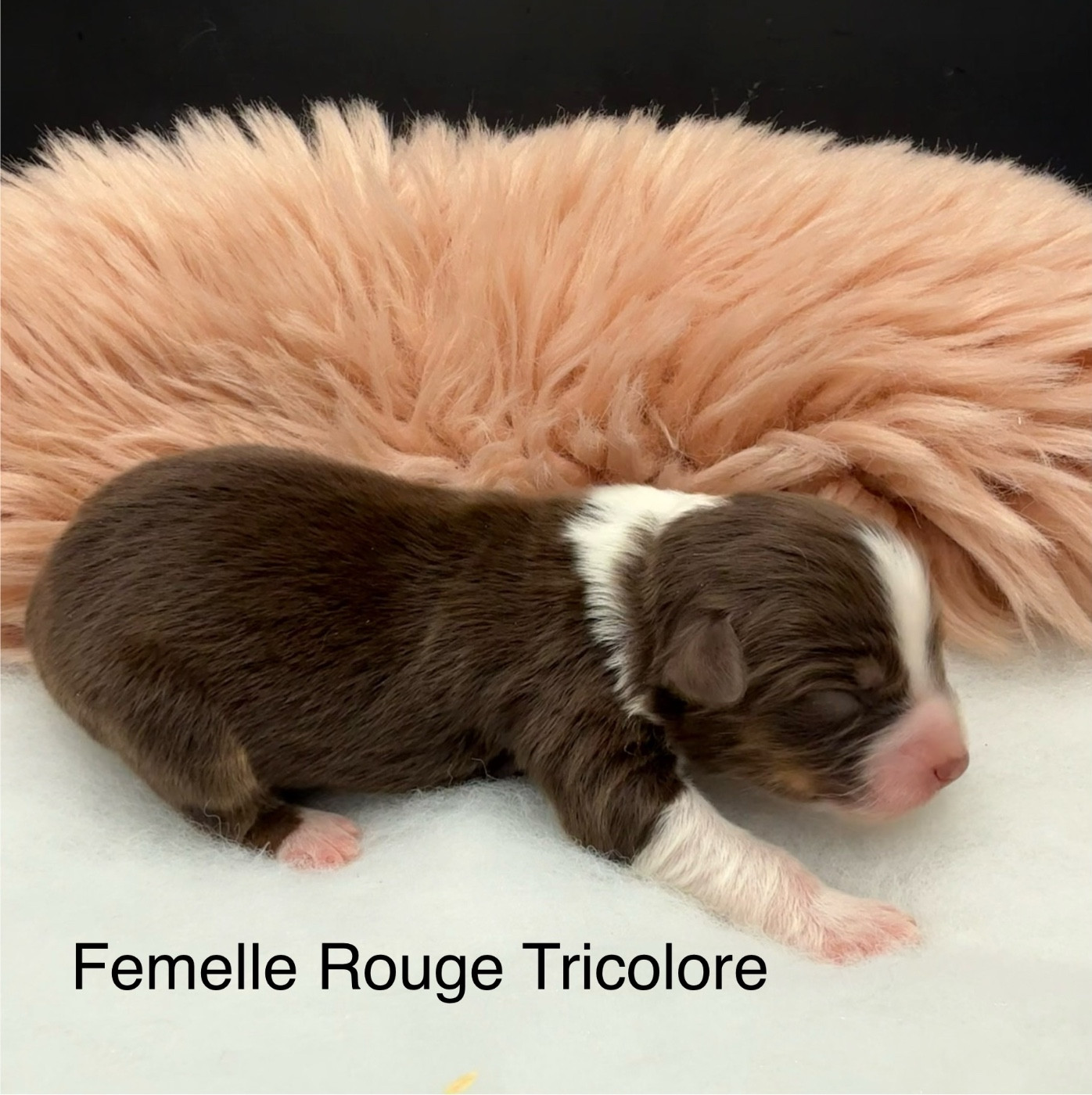 des Joyaux Des Ki Millacs - Chiots disponibles - Berger Américain Miniature 