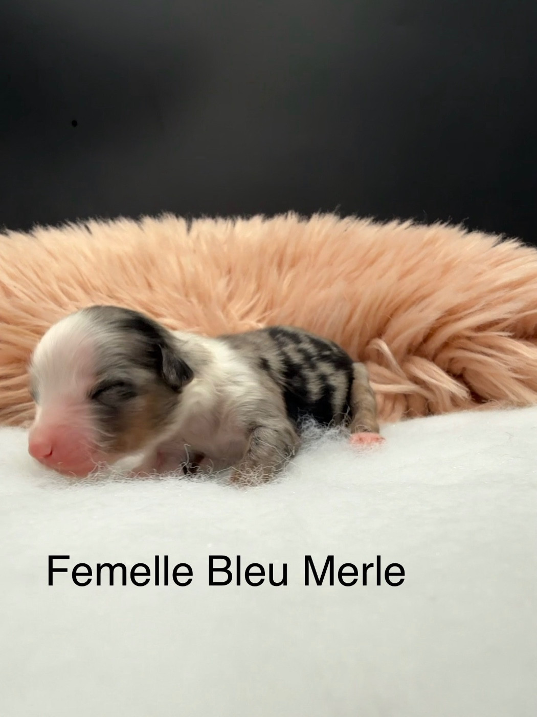 des Joyaux Des Ki Millacs - Chiots disponibles - Berger Américain Miniature 