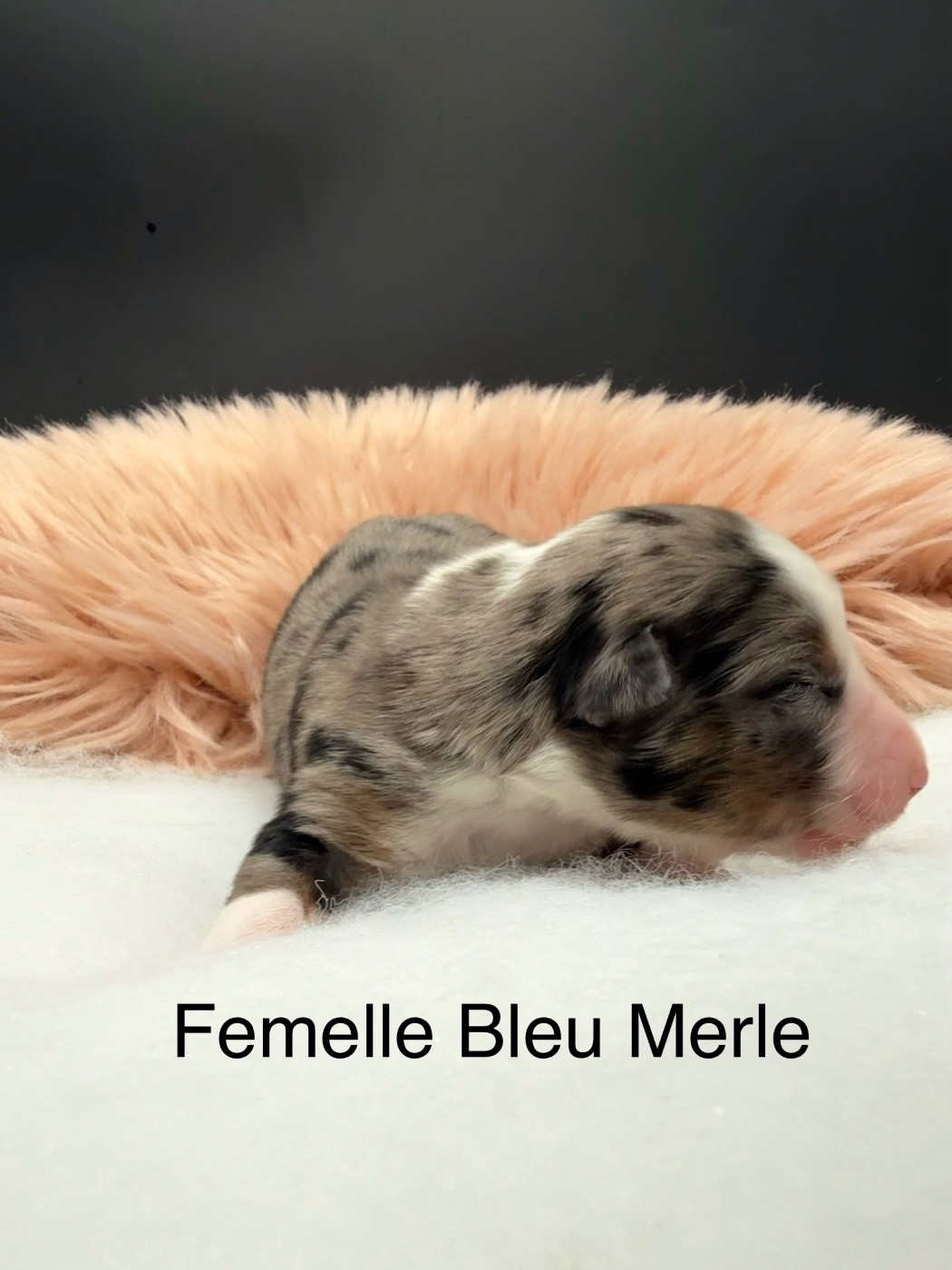 des Joyaux Des Ki Millacs - Chiots disponibles - Berger Américain Miniature 