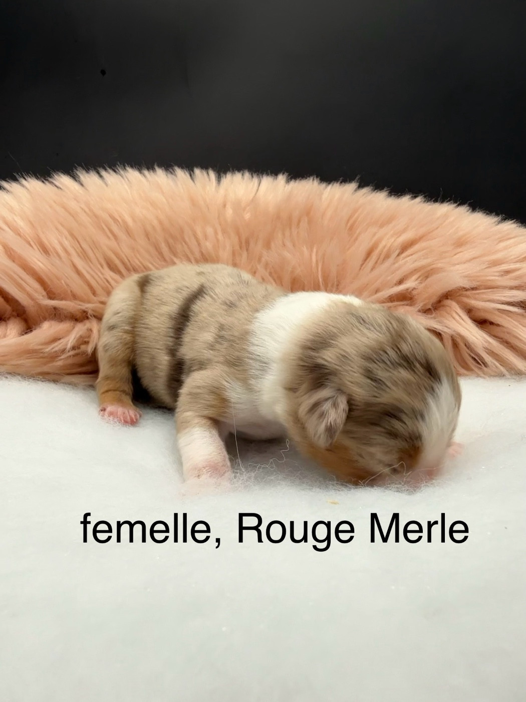 des Joyaux Des Ki Millacs - Chiots disponibles - Berger Américain Miniature 