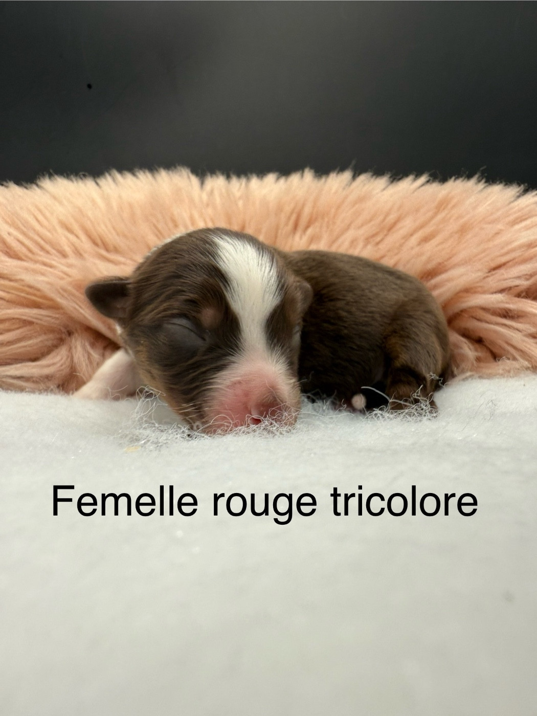 des Joyaux Des Ki Millacs - Chiots disponibles - Berger Américain Miniature 