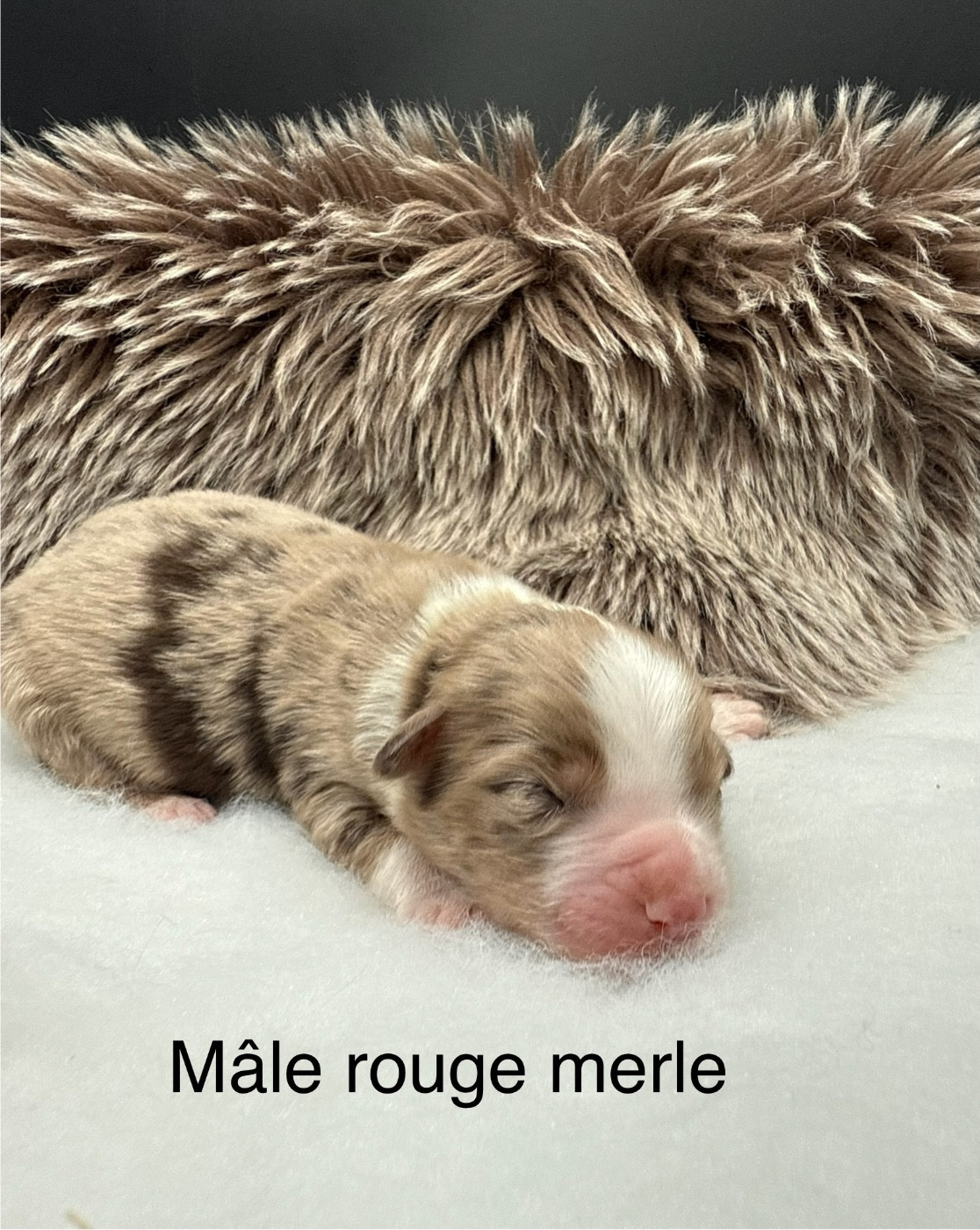 des Joyaux Des Ki Millacs - Chiots disponibles - Berger Américain Miniature 