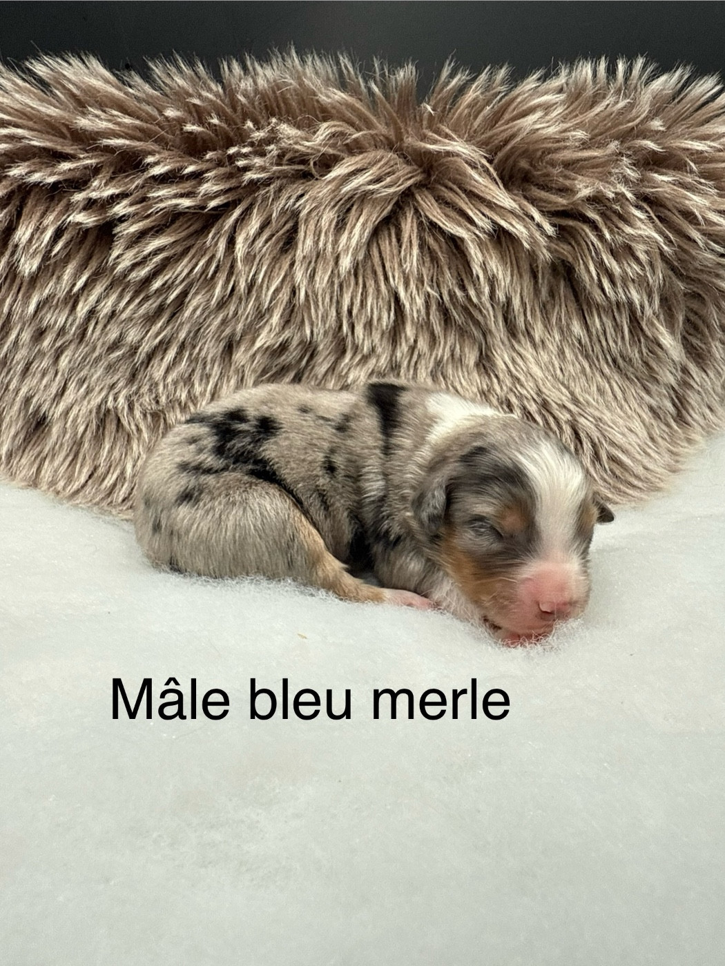 des Joyaux Des Ki Millacs - Chiots disponibles - Berger Américain Miniature 