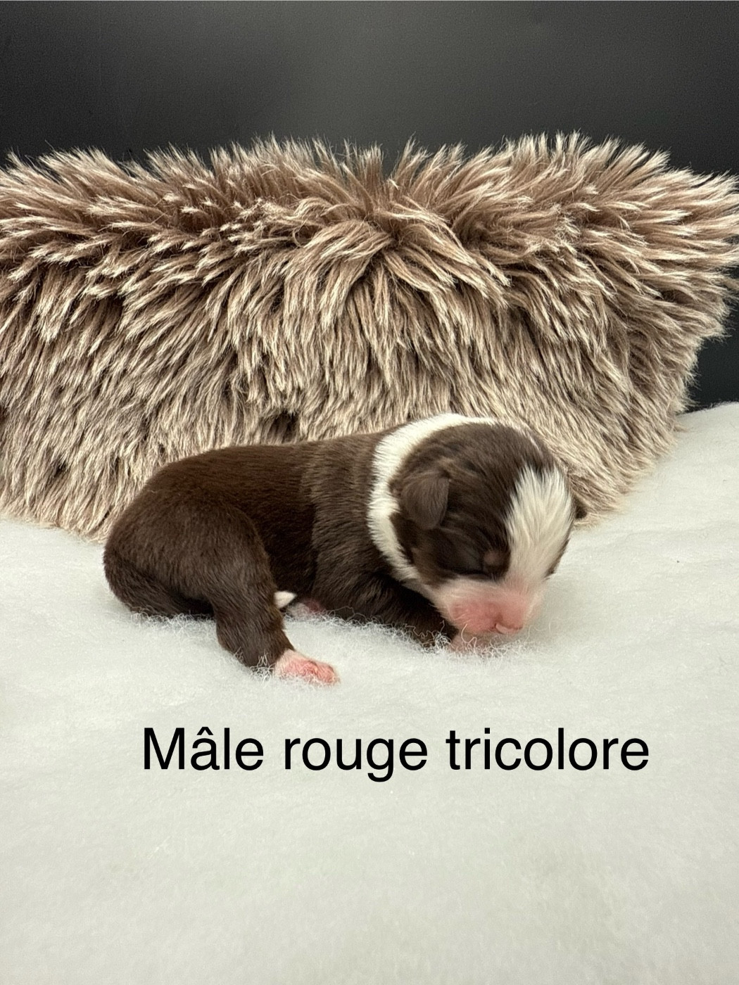 des Joyaux Des Ki Millacs - Chiots disponibles - Berger Américain Miniature 