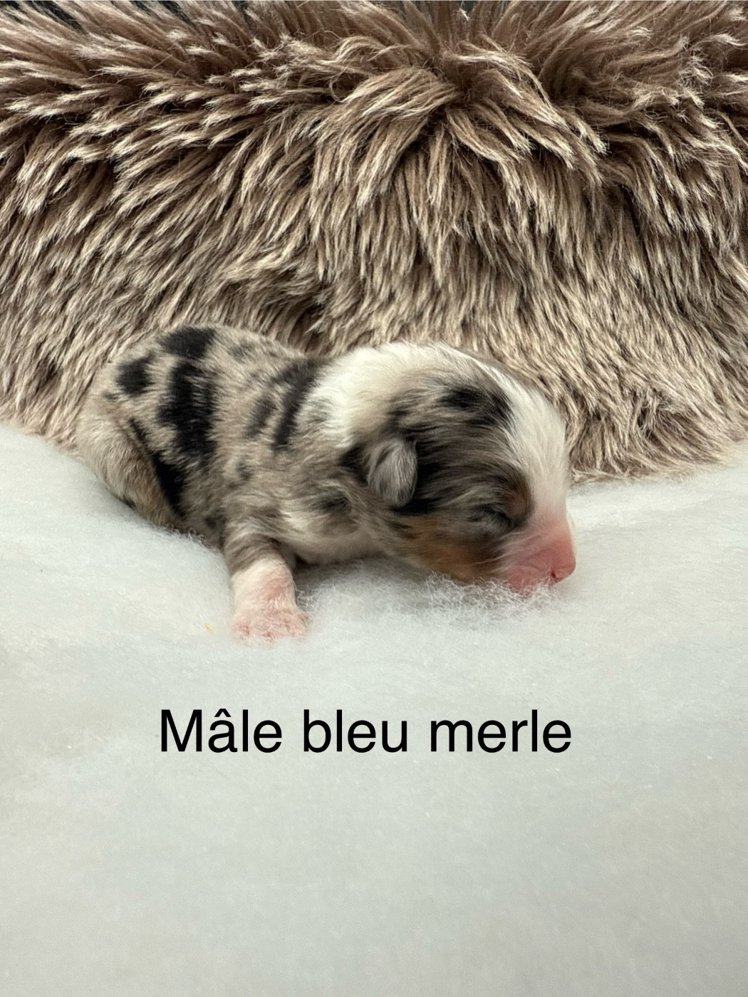 des Joyaux Des Ki Millacs - Chiots disponibles - Berger Américain Miniature 