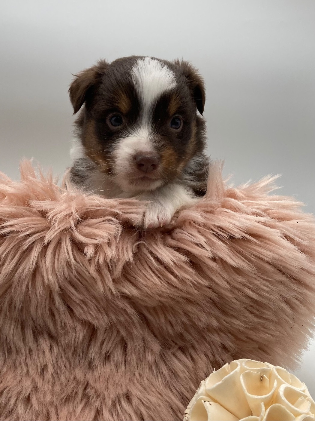 des Joyaux Des Ki Millacs - Chiots disponibles - Berger Américain Miniature 