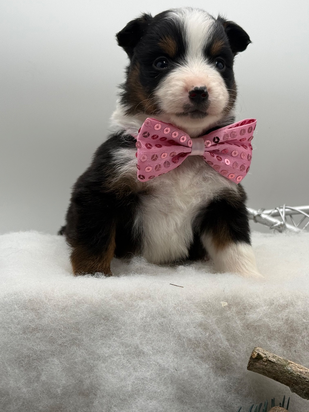 des Joyaux Des Ki Millacs - Chiots disponibles - Berger Américain Miniature 