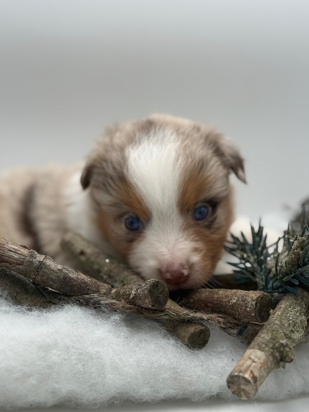 des Joyaux Des Ki Millacs - Chiots disponibles - Berger Américain Miniature 