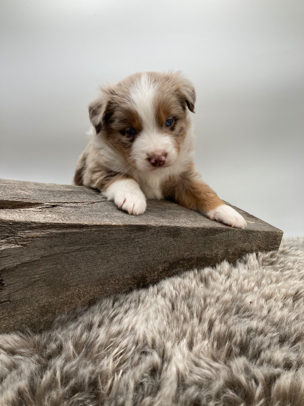 des Joyaux Des Ki Millacs - Chiots disponibles - Berger Américain Miniature 