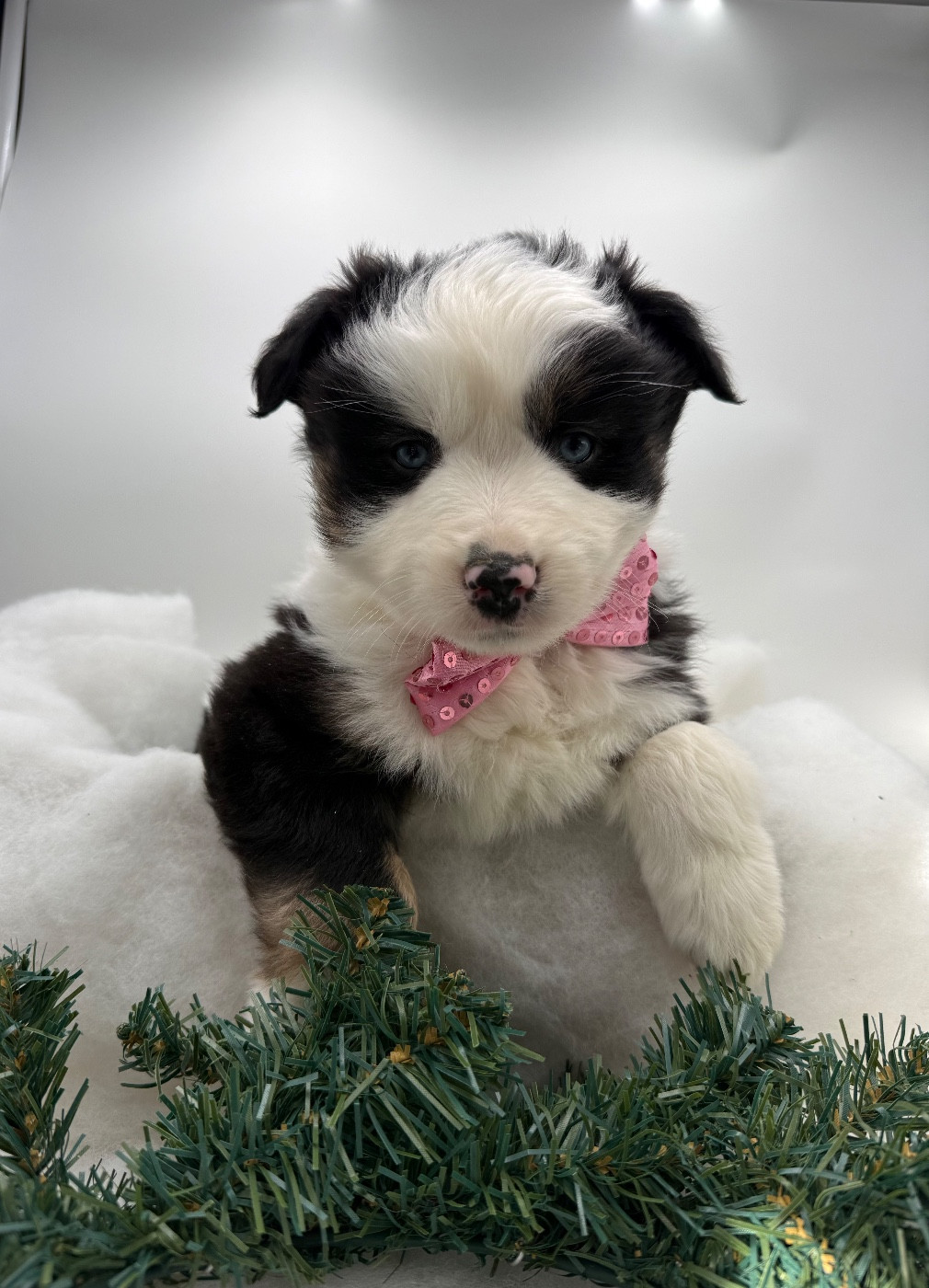 des Joyaux Des Ki Millacs - Chiots disponibles - Berger Américain Miniature 