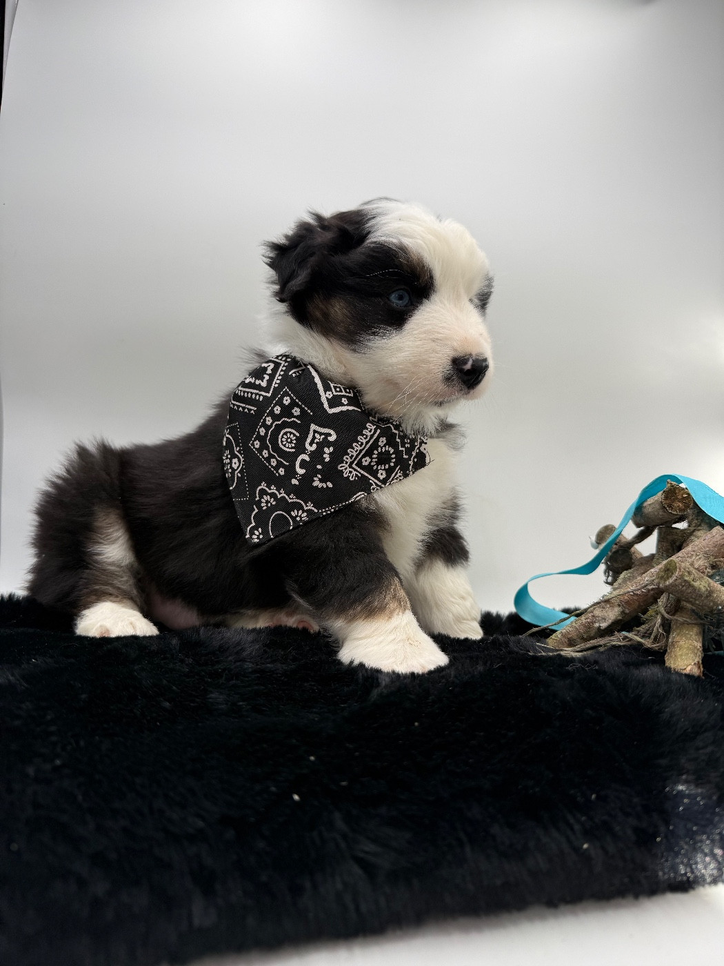 des Joyaux Des Ki Millacs - Chiots disponibles - Berger Américain Miniature 