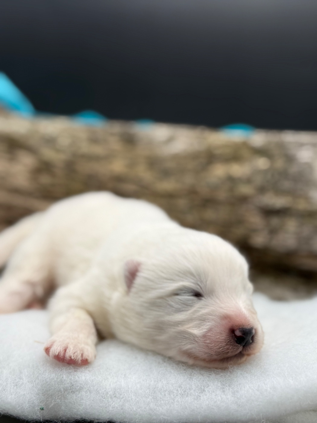 des Joyaux Des Ki Millacs - Chiots disponibles - Samoyède