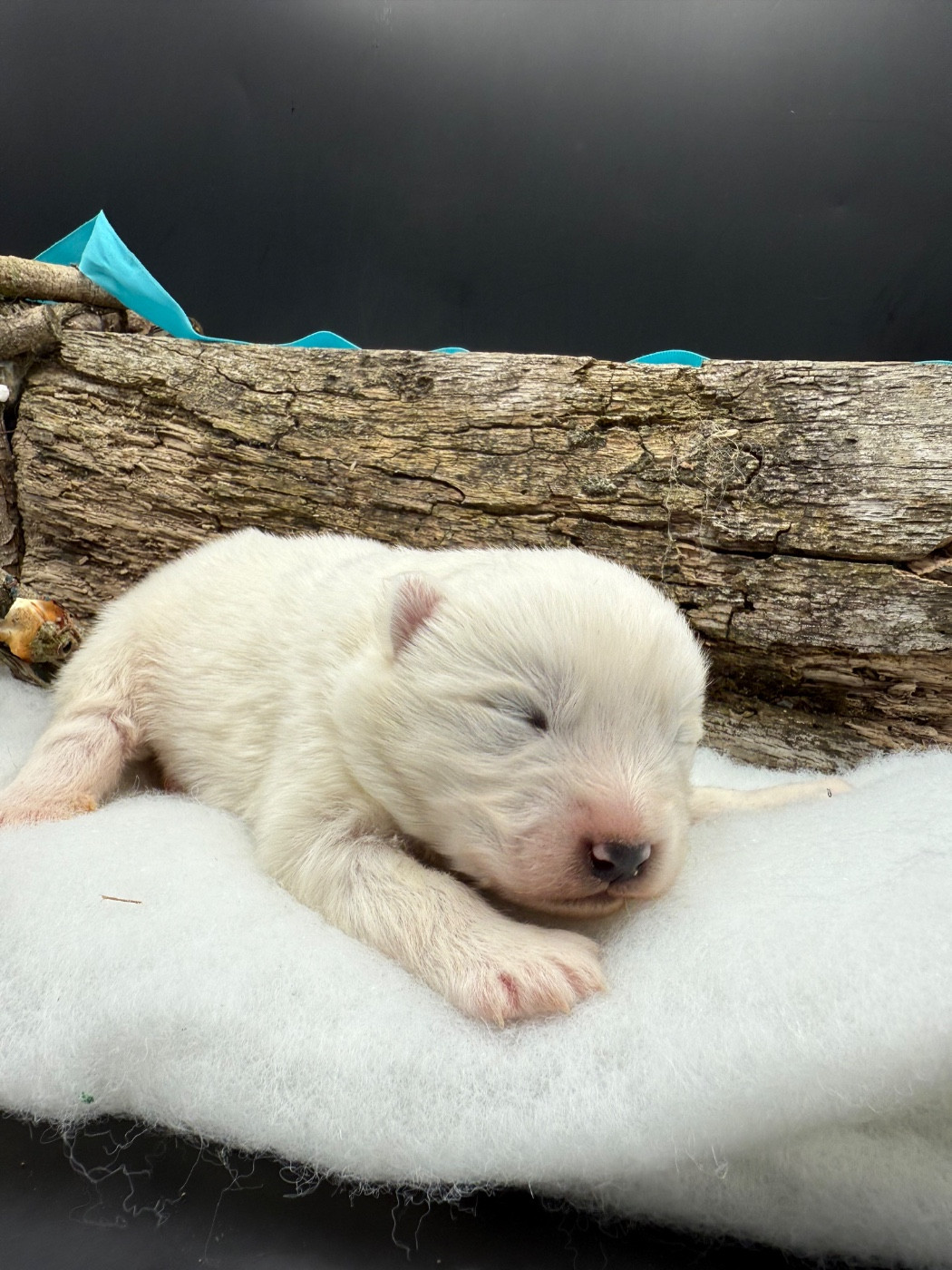 des Joyaux Des Ki Millacs - Chiots disponibles - Samoyède