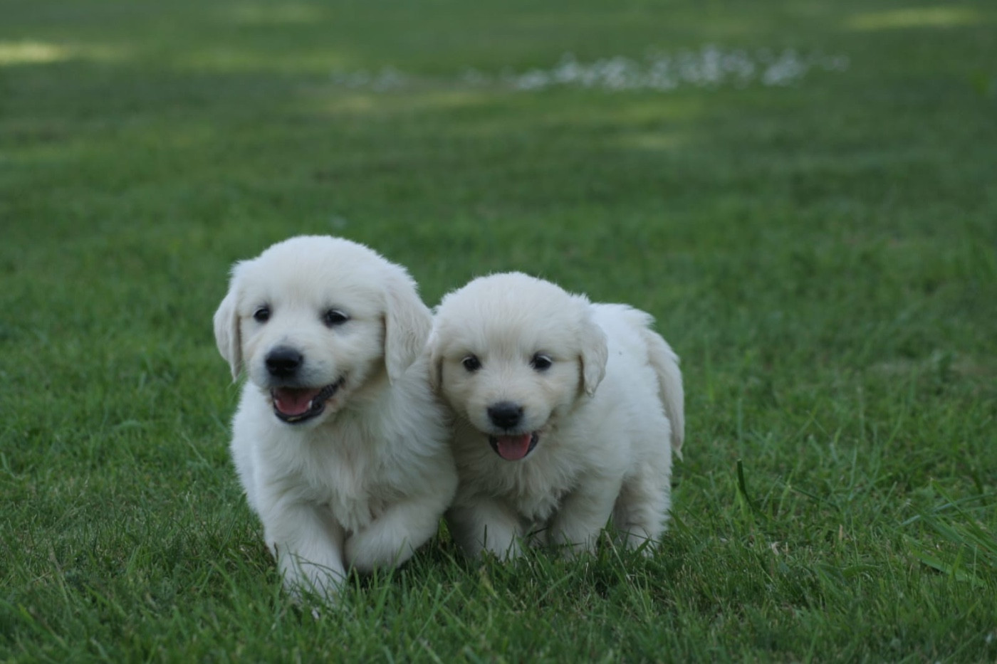 des Joyaux Des Ki Millacs - Chiots disponibles - Golden Retriever