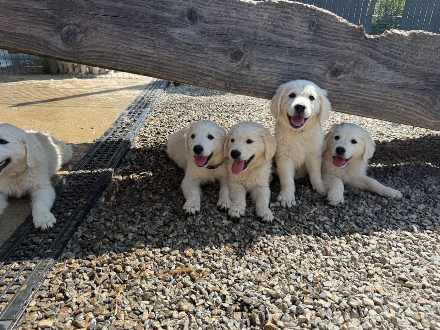 des Joyaux Des Ki Millacs - Chiots disponibles - Golden Retriever