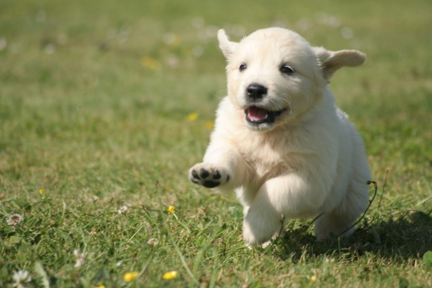 des Joyaux Des Ki Millacs - Chiots disponibles - Golden Retriever