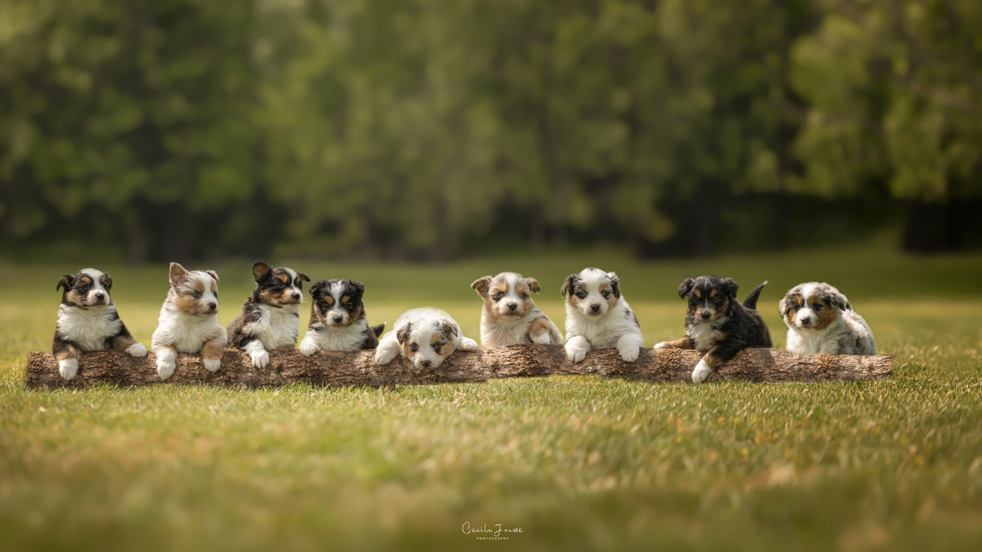 des Joyaux Des Ki Millacs - Chiots disponibles - Berger Américain Miniature 
