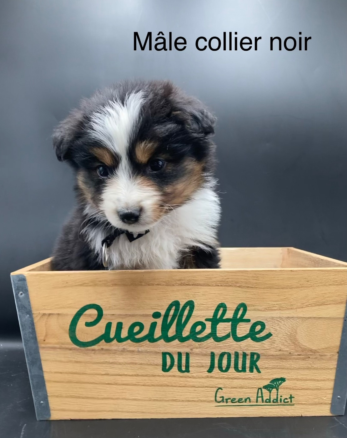 des Joyaux Des Ki Millacs - Chiots disponibles - Berger Américain Miniature 