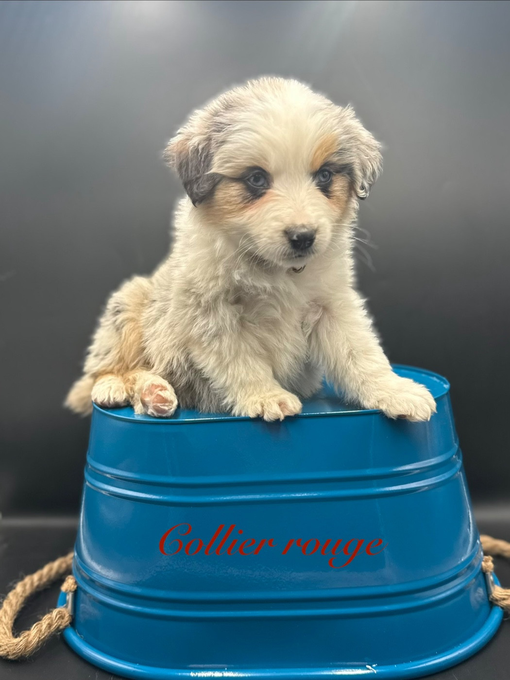 des Joyaux Des Ki Millacs - Chiots disponibles - Berger Américain Miniature 