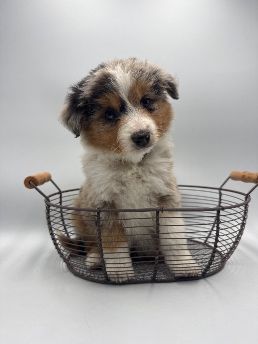 des Joyaux Des Ki Millacs - Chiots disponibles - Berger Américain Miniature 
