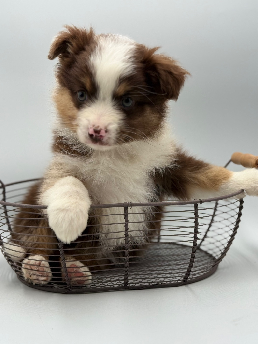 des Joyaux Des Ki Millacs - Chiots disponibles - Berger Américain Miniature 