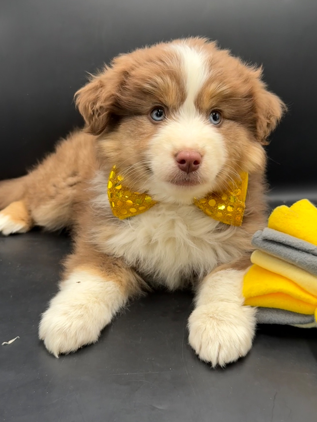 des Joyaux Des Ki Millacs - Chiots disponibles - Berger Américain Miniature 